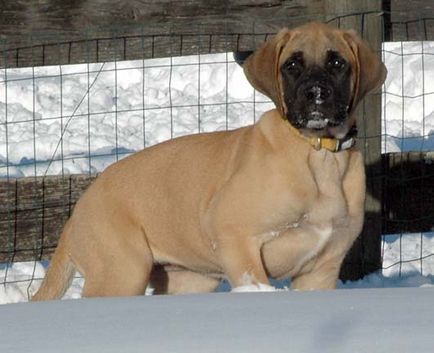 American Mastiff fotografii frumoase de câini adulți și cățeluși