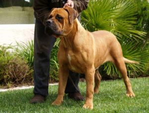 Mastiff american descriere, ingrijire, personaj, fotografie, totul despre caini