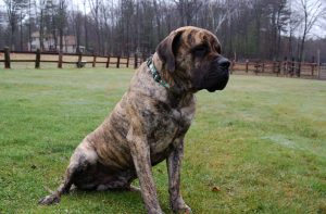 Mastiff american descriere, ingrijire, personaj, fotografie, totul despre caini