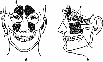 Anatomia nasului, bolile nasului și sinusurile paranasale ale acestuia