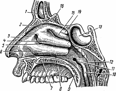 Anatomia nasului, bolile nasului și sinusurile paranasale ale acestuia