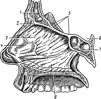 Anatomia nasului, bolile nasului și sinusurile paranasale ale acestuia