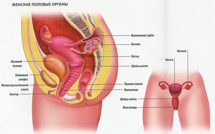 Анатомія, будова жіночого піхви