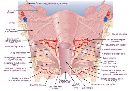 Anatomie, structura vaginului feminin