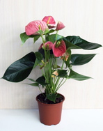 Anthurium, floarea flamingo-anturului