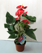 Anthurium, floarea flamingo-anturului