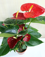 Anthurium, floarea flamingo-anturului