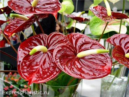 Floarea de flori de la Anthurium