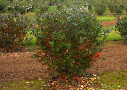 Aronia blackfruit - de la plantare la recoltare