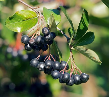 Aronia blackfruit - de la plantare la recoltare