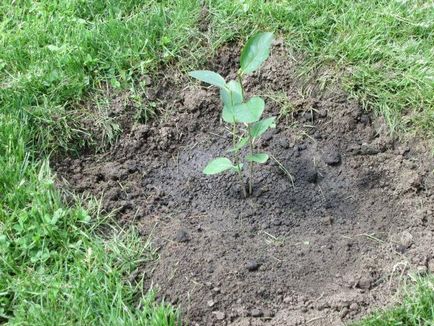 Aronia blackfruit - de la plantare la recoltare