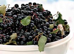 Aronia blackfruit - de la plantare la recoltare