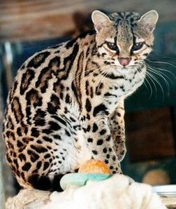 Pisică leopardă asiatică