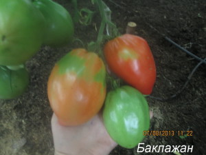 Баклажан, насіння рідкісних сортів томатів