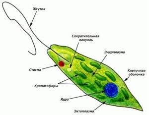 Baktériumok - olyan egysejtű, amelyek magukban foglalják a számos faj