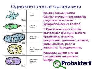 Baktériumok - olyan egysejtű, amelyek magukban foglalják a számos faj