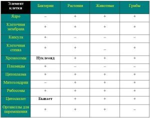 Baktériumok - olyan egysejtű, amelyek magukban foglalják a számos faj