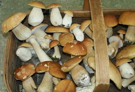 Білі гриби як чистити в лісі і вдома