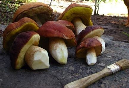 Ciuperci albe, atât în ​​pădure, cât și acasă