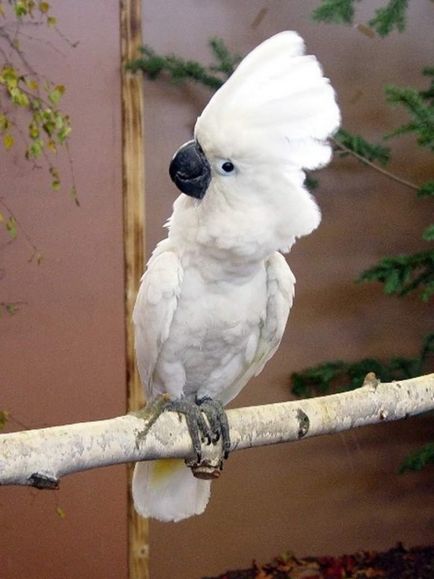 White cockatoo alba în natură și acasă