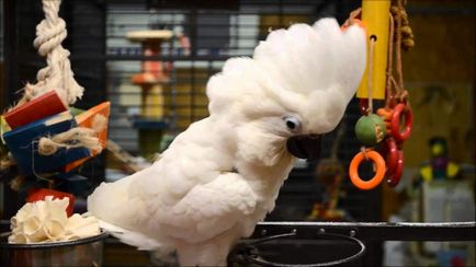 White cockatoo alba în natură și acasă