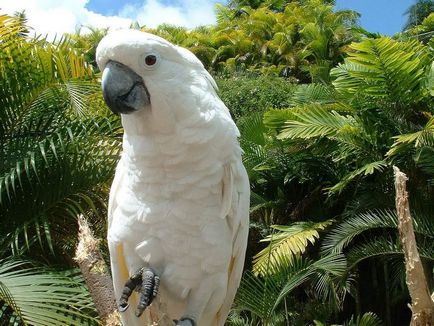 White cockatoo alba în natură și acasă