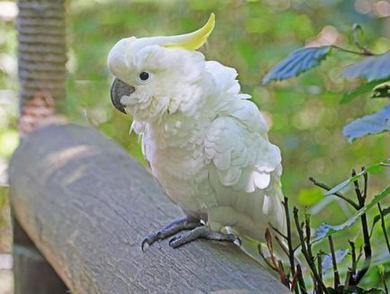 White cockatoo alba în natură și acasă