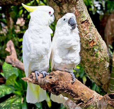 White cockatoo alba în natură și acasă