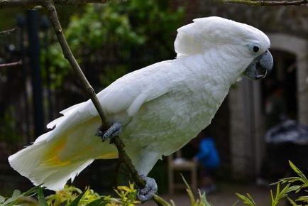 White cockatoo alba în natură și acasă