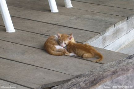 Бездомний кошеня і жорстокість, рудий кіт