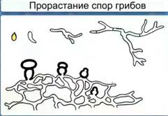 Biologie 6 ciuperci dezosate de clasă