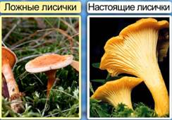 Біологія 6 клас шапинкових грибів