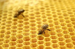 Plan de afaceri pentru apicultura - exemplul gata preparat al planului de apicole