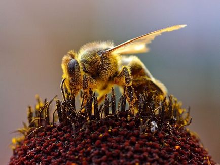 Бізнес план розвитку бджільництва - напрямки діяльності та перспективи, свій бізнес