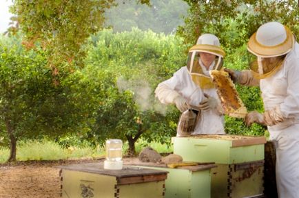 Planul de afaceri pentru dezvoltarea apiculturii - linii de activitate și perspective, afaceri
