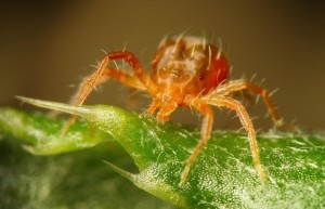 Betegségek és kártevők őszibarack kezelés és a megelőző intézkedések