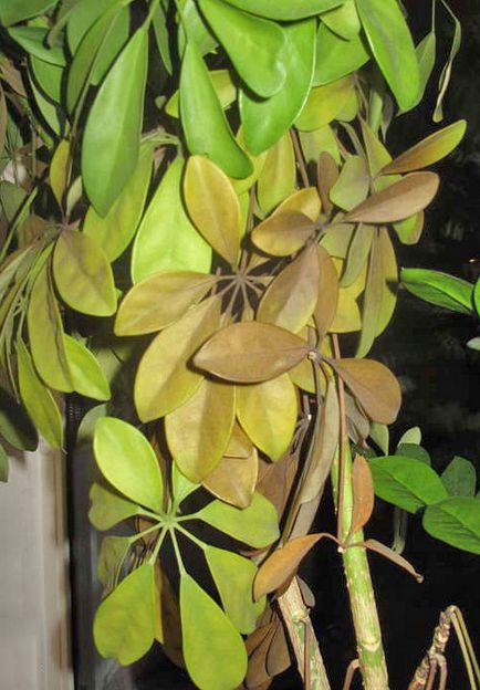 Betegségek Scheffler (Schefflera) betegségek Scheffler