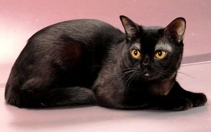 Бомбейська кішка опис породи, характер, догляд, відео