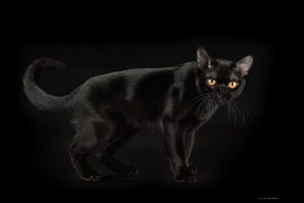 Бомбейська кішка опис породи, характер, догляд, відео