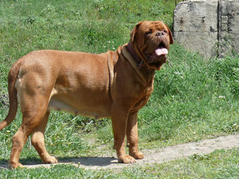 Dogue de Bordeaux egy, a biztonsági őr, egy gondoskodó nővér