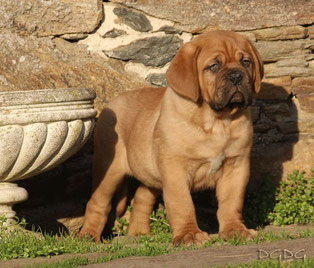 Dogue de Bordeaux egy, a biztonsági őr, egy gondoskodó nővér