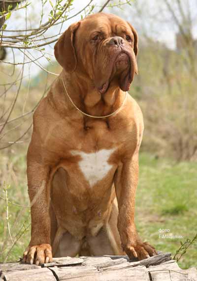 Bordeaux Doge, obiective de câine