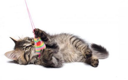 Британський кішка з ким в'язати - основні правила котячої генетики