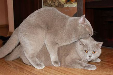 Британський кішка з ким в'язати - основні правила котячої генетики