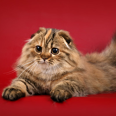 Pisica britanica cu care sa lega - regulile de baza ale geneticii feline