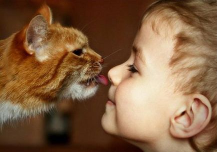 Brit macska valaki kötni - az alapvető szabályokat a macska genetika