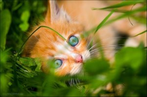 Ce să hrănești pisica după vărsături, ajutor de pisică