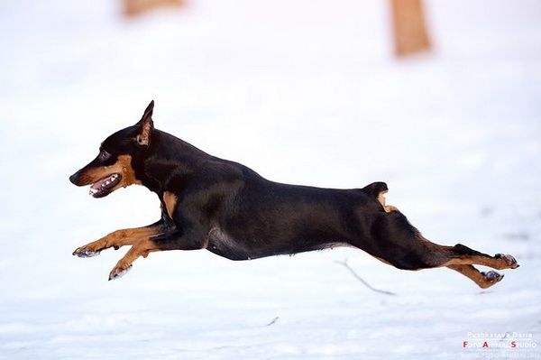 Mi a takarmány zwergpinscher lehet, és milyen - nem kis csapat kutya szerelmeseinek