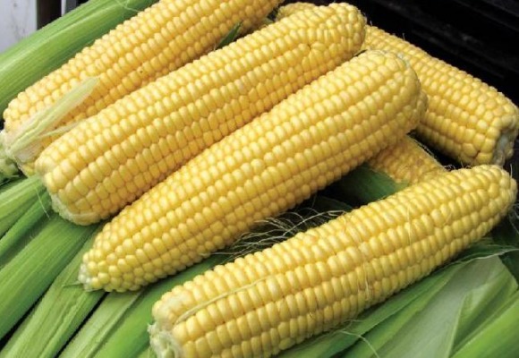 A segítőkész fiatal kukorica diéta fogyás