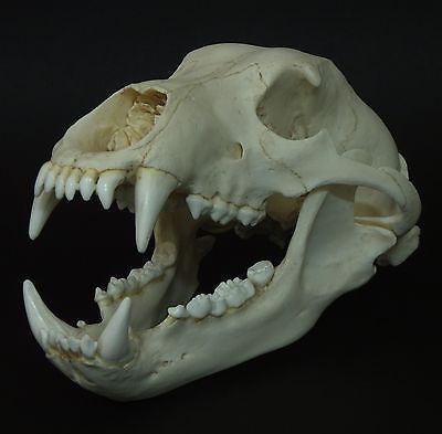 Craniul unui urs